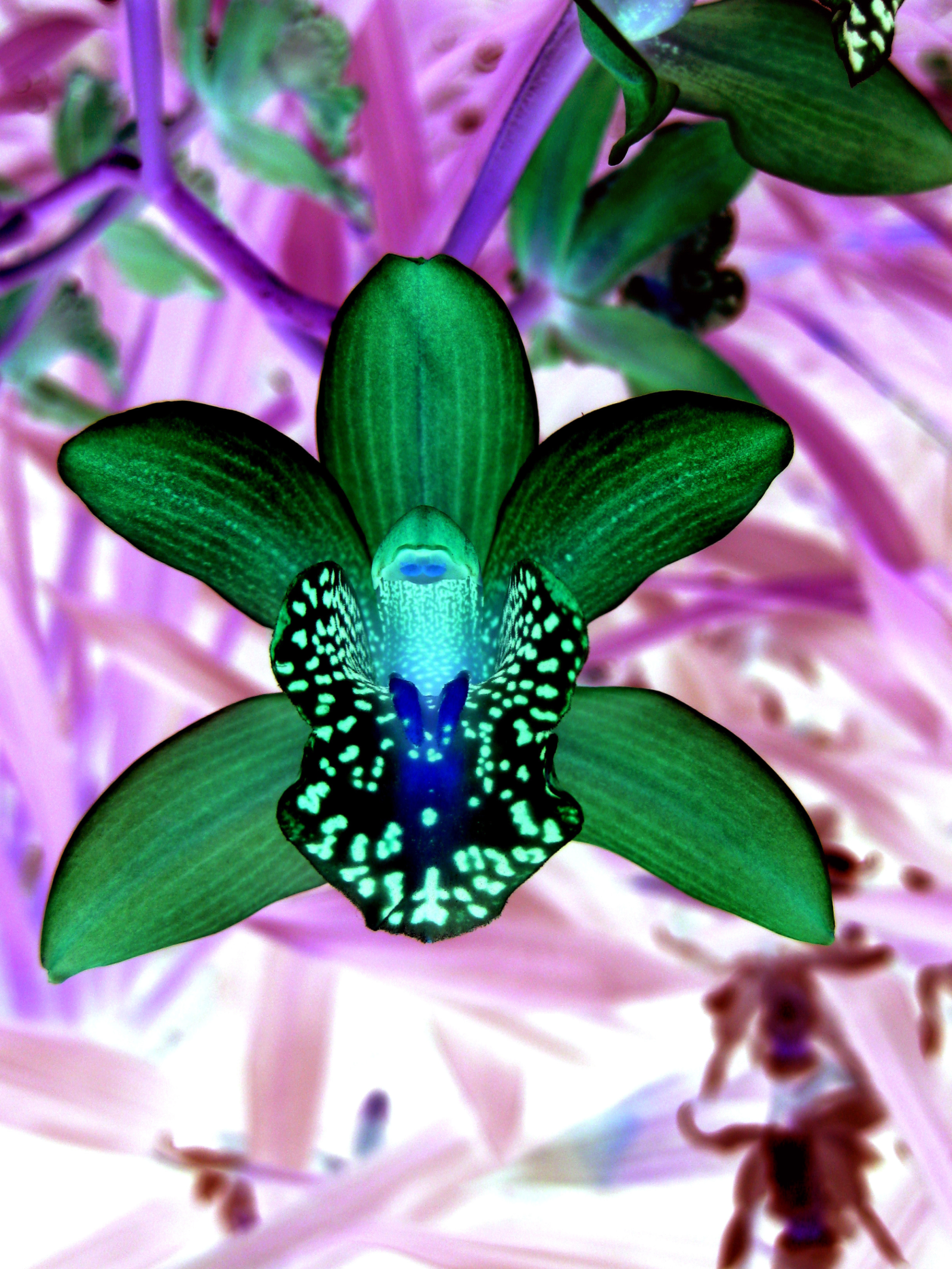 flor-final-copia
