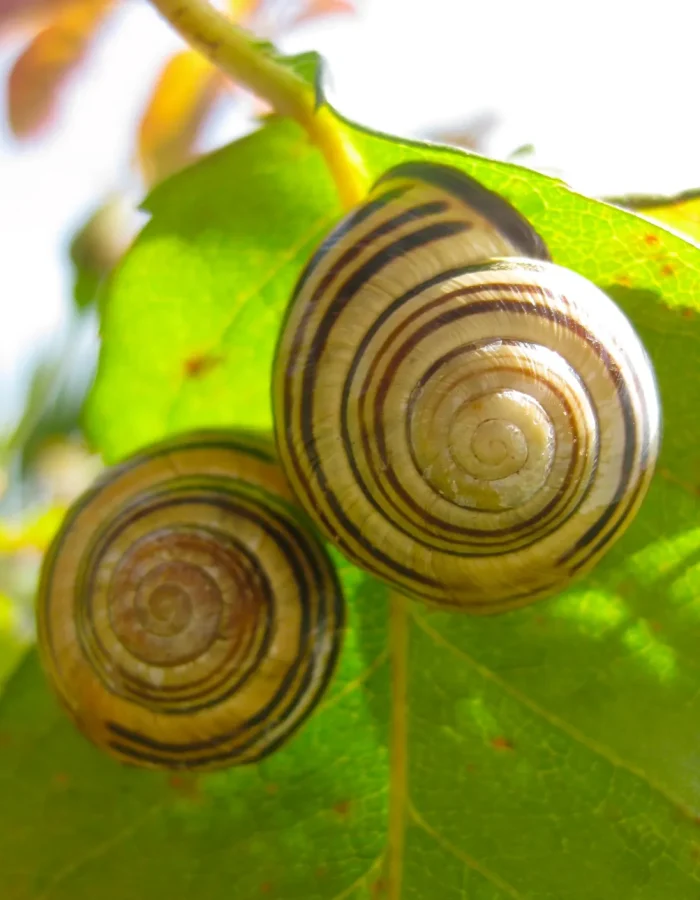 espirales-de-evoluciocc81n